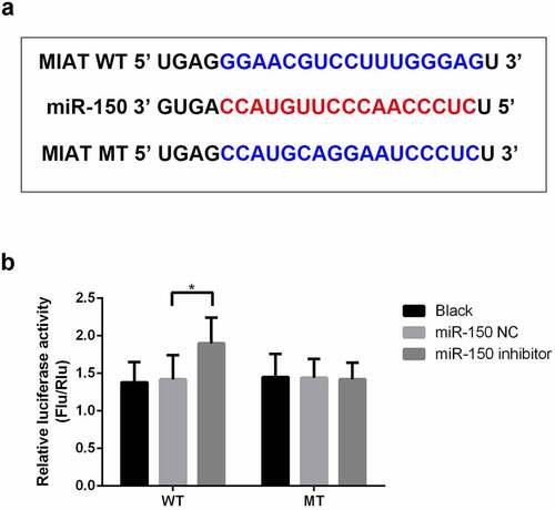 Figure 2. miR-150-5p is a target of MIAT. MIAT was predicted to target miR-150-5p (a). Compared with miR-NC inhibitor group, miR-150-5p inhibitor significantly increased the luciferase activity of the WT-MIAT (b). *p < 0.05.