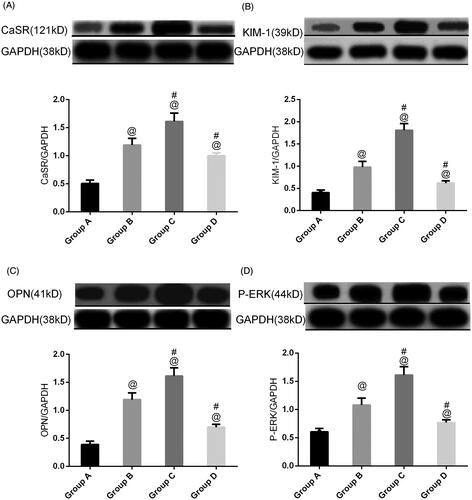 Figure 6. CaSR expression, ERK, OPN, and KIM-1 in rat kidneys in different groups. All the data are expressed as the mean ± SEM (n = 5). @p<.05 compared with group A; #p<.05 compared with group B.