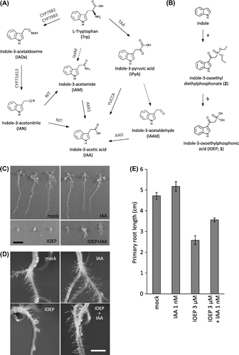 Fig. 1. Effect of IOEP on root growth in Arabidopsis seedlings.Note: (A) IAA biosynthesis pathways and intermediates. (B) Synthesis of IOEP. a, diethyl phosphonoacetic acid, acetic anhydride in AcOH at 110 °C, 5 h, 37% yield; b, (CH3)3SiBr in MeCN at r.t., 40 h, 73% yield. Wild-type Arabidopsis thaliana (WT; ecotype Col-0) seeds were sterilized and grown for 10 d on half-strength MS agar medium containing 1% sucrose and 0.8% agar, pH 5.8 supplemented with 30 µm IOEP or 30 nm IAA. The seedlings were grown under continuous light at 22 °C. Scale bars: 1 cm (C), 2 mm (D). (E) WT seedlings were grown for 8 d on half-strength MS agar medium supplemented with 3 µm IOEP or 1 nm IAA under continuous light at 22 °C. Primary root length of the seedlings was analyzed with ImageJ software (NIH, MD). Data represent means ± SE (n = 13–15).