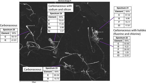 Figure 6. SEM image 3 from ISS-12. A single particle with organic carbon and salt composition consistent with biological origin (spectrum 24). EDX of two fiber particles (spectra 23 and 25) indicates that these contain only C and O, which along with their ribbon-like twisting morphology suggests they are likely cotton fabric fibers. A particle with large amounts of F and Cl (12%–26%, spectra 21 and 22) is also visible. The co-occurrence of these two elements and variable weight percentage at different points within the particle suggest this particle may be a blend of chlorofluoropolymers.