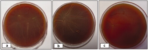 Figure 2. Representative pictures a, b and c showing the blood agar (BA) culture of corneal scrapings obtained from P. insidiosum infected right eye of rabbits R29, R36 and R30 respectively before harvesting of cornea. (R: rabbit).