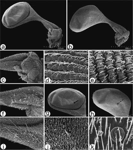 Figure 11. Scanning electron microscopy of Rhamphomyia aquila sp. nov. halter. (a–b) Ventral and dorsal side of the halter with robust scabelum, pedicellus and oval capitellum; (c) sensilla on dorsal scabellum and dorsal pedicellus; (d) scabellus protuberant basal plate sensilla; (e) oriented flanking sensilla on the dorsal pedicel stem; (g–k) single trichoid and campaniform sensillum on capitellum (black arrows : solid, dotted), in addition to the general dense microtrichia.