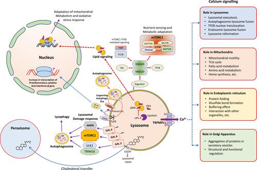 Figure 2 The lysosome as an intracellular signaling core. Different types of cellular processes being controlled by signaling pathways and commenced from the surface of lysosomes.