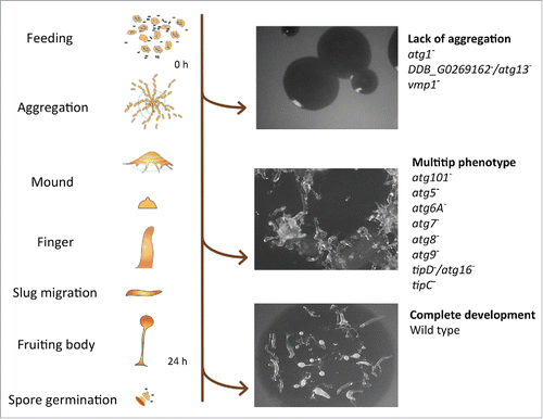 Figure 1. D. discoideum's life cycle and representative phenotypes associated with the lack of autophagy. Mutant strains have been described for the genes depicted at the right side (see details in the main text). The pictures correspond from top to bottom to the strains DDB_G0269162−/atg13−, tipC− and wild-type AX4.