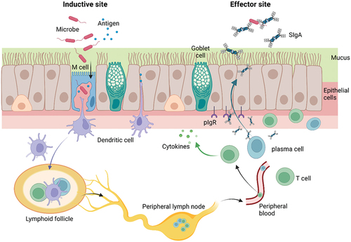 Figure 1. The mucosal adaptive immune system. Based on anatomical and functional properties, the mucosal adaptive immune system can be divided into inductive and effector sites. B cells and T cells undergo activation and clonal expansion in the inductive site. The differentiated effector cells then migrate through the peripheral lymphatic system to the effector sites present in all parts of the mucosa, where they perform specific functions upon activation, such as antibody production and cell-mediated immune responses. SIgA: secretory immunoglobulin A; pIgR: polymeric immunoglobulin receptor.