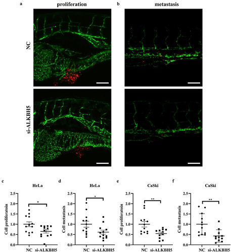 Figure 5. Effect of ALKBH5 on cell proliferation and metastasis in vivo.