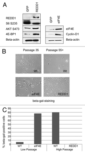 Figure 5. Stable expression of negative regulator of TOR, REDD1, delays the onset of replicative senescence and stable overexpression of eIF4E, accelerates it. (A) Cells expressing REDD1, GFP or eIF4E were assayed by SDS-PAGE western blot (right panel). SDS-PAGE western blot of cells transduced with either REDD1 lentivector (left panel) or eIF4E vector (right panel). (B) Beta-gal staining and passage number of REDD1, eIF4E or control (low passage and high passage) cells. (C) SA-β-gal quantitation of high passage REDD1 cells, eIF4E and low passage control cells.