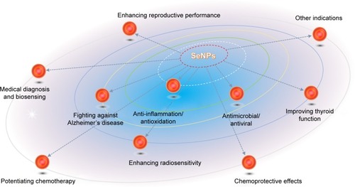 Figure 3 Biomedical applications of SeNPs for regulation of physiological functions and treatment of various diseases.Abbreviation: SeNPs, selenium nanoparticles.