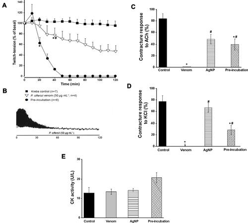 Figure 5 Chick Biventer cervicis preparation. (A) The protection of AgNPs is showed in preincubation experiments. (B) Myographical register showing the irreversible neuromuscular blockade-induced by 50 µg mL−1 P. olfersii venom. (C) and (D) show the contracture response to ACh and KCl, respectively, which were blockade by the venom. (E) CK activities of experimental groups. Note that the venom alone did not induce CK release in this experimental model. In preincubation assays the comparison among (A) with (C) and (D) there was a positive correlation between indirect stimulation with exogenous ACh addition, but not between exogenous KCl and CK determination. Each point represents the mean±SEM. *p<0.05 in all subsequent points and concentrations compared to control. #p<0.05 compared to the venom. Arrow in D is indicative of the blockade of the venom.