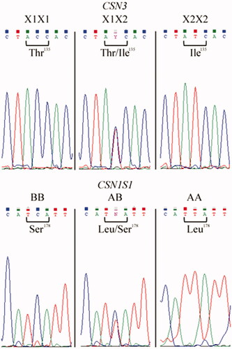 Figure 2. Sanger sequencing of the informative DNA samples. Double homozygous and double heterozygous at CSN1S1 and CSN3 loci as confirmation of the developed genotyping method.