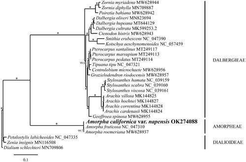 Figure 1. RaxML phylogram of the complete chloroplast genome of Amorpha californica var. napensis and related Papilionoideae. Numbers along the branches are ML bootstrap supports based on 1000 replicates (* indicates 100% boostrap support). The legend below represents the scale for nucleotide substitutions. The following accessions with references were used for the phylogenetic anlaysis: Amorpha roemeriana MW628937, Centrolobium microchaete MW628956, Ctenodon histrix MW628943, Geoffroea spinosa MW628955, Grazielodendron riodocensis MW628957, Poiretia bahiana MW628942, Zornia myriadena MW628944 (Lee et al. Citation2021); Amorpha fruticosa NC_047310, Dialium schlechteri MN709806, Petalostylis labicheoides NC_047335, Smithia erubescens NC_047390, Tipuana tipu NC_047321, Zornia diphylla MN709887 (Zhang, Wang, et al. Citation2020); Pterocarpus marsupium MT249113, Pterocarpus pedatus MT249114, Pterocarpus santalinus MT249117 (Hong et al. Citation2020); Stylosanthes hamata NC_039159, Stylosanthes scabra NC_039160, Stylosanthes viscosa NC_039161 (Marques et al. Citation2018); Arachis cardenasii MK144824, Arachis hoehnei MK144827, Arachis villosa MK144825 (Wang et al. Citation2019); Dalbergia hupeana MT644129 (Hong et al. Citation2021); Dalbergia oliveri MN823694 (Zhang, Li, et al. Citation2020); Kotschya aeschynomenoides NC_057459 (Oyebanji et al. Citation2020); Dalbergia cultrata MK599253 (Liu et al. Citation2019); Zenia insignis MN116508 (Lai et al. Citation2019); Amorpha californica var. napensis OK274088 (this study).