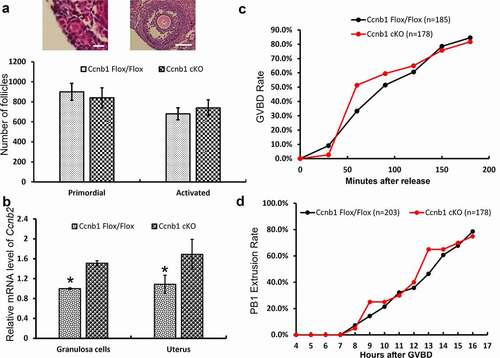 Figure 2. GC-specific Cyclin B1 deletion did not affect follicular development or oocyte meiosis. (a) Representative images of primordial and activated follicles are shown above the bar graph. Left Bar = 5 μm, right bar = 150 μm. The numbers of primordial and activated follicles per ovary were quantified. (b) The level of Ccnb2 mRNA expression was examined in the GCs and uterus of Ccnb1 Flox/Flox and Ccnb1 cKO females. Gapdh served as the internal control gene. The data are expressed as the mean ± SEM. *P < 0.05. (c) Kinetics of germinal vesicle breakdown (GVBD). GV oocytes were isolated in M2 medium containing dbcAMP, which inhibits GVBD, and were released into inhibitor-free medium (at time = 0). The number of oocytes examined is indicated (n). (d) Kinetics of polar body extrusion (PBE). Oocytes that had undergone GVBD within 4 hrs after release into dbcAMP-free M16 medium were selected (at time = 4). The number of oocytes examined is indicated (n). Error bars denote the means ± SEM of three experiments.