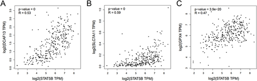 Figure 1 Correlation of STAT5B between DCAF13, xCT and GPX4 in MCL. (A) The correlation between STAT5B and DCAF13 in MCL was analyzed by Pearson test based on TCGA database. (B) The correlation between STAT5B and xCT (SLC7A11). (C) The correlation between STAT5B and GPX4.