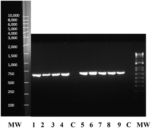 Fig. 4 PCR band of size ca. 700 bp obtained for four isolates of Fusarium lichenicola (lanes 1–4) and five isolates of F. solani (lanes 5–9) from cannabis plants using the TEF-1α primer set. Lane C is the water control and lane MW is the molecular weight standard