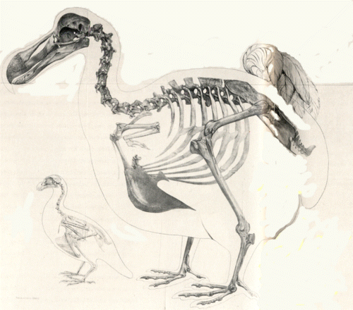 Figure 9 The first attempt at reconstructing the Dodo skeleton by Owen (Citation1866b).