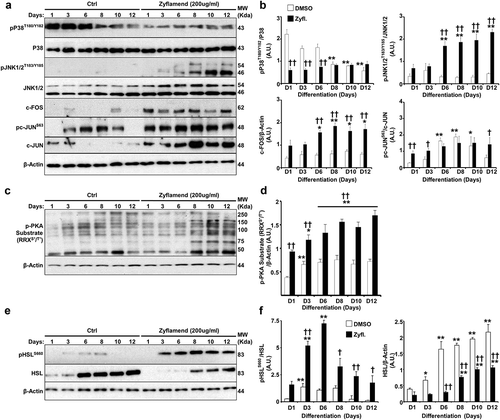 Figure 6. Zyflamend activates PKA signalling pathway in differentiating 3T3-MBX adipocytes. (a-b) Total cell lysates from control and Zyflamend treated cells for the entire duration of differentiation were immunoblotted for phosphorylated P38, JNK, c-JUN, their respective unphosphorylated proteins, c-FOS, and β-Actin to control for loading. (a) Representative immunoblots from three independent experiments are shown. (b) Bar graphs represent pP38T180/Y182/P38, pJNKT183/Y185/JNK, pc-JUNS63/c-JUN, and c-FOS/β-Actin as means + SEM. p < 0.05, **p < 0.01 indicate significant difference between indicated time points and day 1 for each treatment. †p < 0.05, ††p < 0.01 indicate significant difference between Zyflamend and control (DMSO) treated cells. (c) Immunoblots of phosphorylated PKA substrate in 3T3-MBX cells treated or non-treated with Zyflamend (200 μg/ml) for the entire duration of differentiation. Representative immunoblots from three independent experiments are shown. (d) Bar graphs represent phosphorylated PKA substrate/β-Actin as means + SEM. *p < 0.05, **p < 0.01 indicate significant difference between indicated time points and day 1 for each treatment. †p < 0.05, ††p < 0.01 indicate significant difference between Zyflamend and control (DMSO) treated cells. (e) Immunoblots of pHSLS660, and HSL in 3T3-MBX cells treated or non-treated with Zyflamend (200 μg/ml) for the entire duration of differentiation. Representative Immunoblots from three independent experiments are shown. (f) Bar graphs represent pHSLS660/HSL, and HSL/β-Actin as means + SEM. *p < 0.05, **p < 0.01 indicate significant difference between the indicated time points and day 1 for each treatment. †p < 0.05, ††p < 0.01 indicate significant difference between Zyflamend and control (DMSO) treated cells