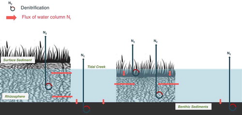 Figure 4. Hypothetical cross-section of a coastal salt marsh showing potential transport pathways of water column N and sites where denitrification may occur.