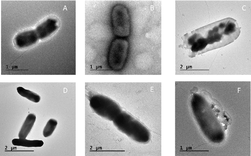 Figure 3. TEM of S. enterica serovar Typhimurium and S. enterica srovar Enteritidis interact with aqueous seeds extract of Moringa peregrina Forssk. A: S. Typhimurium control; B: after 6 h; C: after 24 h. D: S. Enteritidis control; E: after 6 h; F: after 24 h.