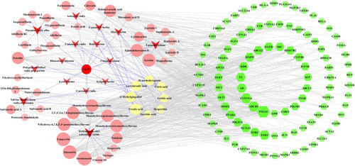 Figure 4 Compound-common target network. The green-colored nodes in the network represent the common targets, the red arrow-shaped nodes indicate the herb medicines of QLP, and the light red- and light yellow-colored nodes represent the compounds of QLP. The light yellow-colored nodes refer specifically to compounds shared by more than one herb. The size of the nodes in the network are determined by the degree value. The greater the degree value, the larger the nodes.