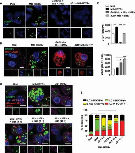 Figure 3. EGFR-dependent BRD4 couples Mtb-induced lipid accumulation and autophagy. (A) Lipid accumulation was observed in the lung cryosections of mice infected with Mtb H37Rv, and treated with gefitinib or JQ1 as indicated, using BODIPY 493/503 staining (n = 3 mice in each group). (B and C) Murine peritoneal macrophages were pre-treated with gefitinib and JQ1 followed by 48 h infection with Mtb H37Rv. Lipid droplets were stained with BODIPY 493/503 and MAP1LC3B was immunostained and observed by confocal microscopy; (B) representative images and (C) the respective quantification. (D and E) Murine peritoneal macrophages were infected with tdTomato Mtb H37Rv for a duration of 60 h, with JQ1 treatment for 4 h, 6 h or 12 h prior to harvest, as indicated. Lipid accumulation and autophagy were assessed using BODIPY 493/503 and MAP1LC3B immunofluorescence, respectively; (D) representative image and (E) quantification. Med, medium; CTCF, corrected total cell fluorescence; *, p < 0.05; *** p < 0.001, ****, p < 0.0001; ns, not significant (one-way ANOVA in C; GraphPad Prism 5.0 & two-way ANOVA in E; GraphPad Prism 8.0); scale bar: 5 μm.