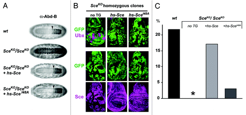 Figure 2. The SceIle48Ala protein rescues HOX gene repression but not viability in Drosophila. (A) The SceIle48Ala protein represses the HOX gene Abd-B in embryos. Ventral views of stage 16 embryos, stained with antibody against the HOX protein Abd-B. Top: wildtype (wt) embryo; below: SceKO (ref. Citation34) homozygous embryos without a transgene (2nd from top), with an hsp70-Sce transgene (hs-Sce 3rd from top), or with an hsp70-SceIle48Ala transgene (hs-SceIle48Ala, 4th from top). In all cases, embryos were collected for 2 h and repeatedly heat-shocked (20 min at 37C) every 2 h, starting at 2–4 h of development. The arrowhead marks the anterior margin of the normal Abd-B expression domain in parasegment (ps) 10 in the central nervous system. In SceKO mutant embryos, Abd-B is misexpressed anterior to ps 10. Repression of Abd-B is rescued by the wild-type Sce protein supplied by the hs-Sce transgene and also by the SceIle48Ala protein supplied by the hs-SceIle48Ala transgene. In all cases, stocks with GFP-marked balancer chromosomes were used to identify SceKO/SceKO homozygous embryos. (B) The SceIle48Ala protein represses the HOX gene Ubx in imaginal disc cells. Wing imaginal discs from SceKO heterozygous larvae with clones for SceKO/SceKO homozygous cells that are marked by the absence of GFP. Discs were stained with an antibody against the HOX protein Ubx (top row) or with an antibody against the Sce protein (bottom row). The larvae carried no transgene (no TG, left column), or the hs-Sce (middle column), or hs-SceIle48Ala transgene (right column) as in (A). In all cases, clones were first induced 96 h prior to analysis and repeatedly heat-shocked for 1 h at 37C every 12 h, beginning at the time of clone induction. SceKO mutant clones show lack of Sce protein and strong misexpression of Ubx protein. Repression of Ubx is rescued by the wild-type Sce protein supplied by the hs-Sce transgene and also by the SceIle48Ala protein supplied by the hs-SceIle48Ala transgene. (C) The SceIle48Ala protein has impaired capacity for rescuing SceKO homozyotes into pupae. Embryos with the same genotype as in (A) were collected at 30°C and reared at 30°C until completion of embryogenesis. During postembryonic development, larvae were reared at 25°C and heat-shocked for 1 h at 37°C every 12 h. The fraction of embryos that reached the pupal stage was determined and is represented on the Y-axis. SceKO/ SceKO individuals all die at the end of embryogenesis (0 pupae from 403 embryos, asterisk). Of the SceKO/ SceKO embryos that carry the hs-Sce transgene, 16.98% were rescued to develop into pupae (107 pupae from 630 embryos). Of the wild-type embryos (wt) subjected to the same heat-shock treatment, a comparable fraction of 21.75% developed into pupae (261 pupae from 1200 embryos). In contrast, of the SceKO/ SceKO embryos that carry the hs-SceIle48Ala transgene, only 3.03% are rescued to develop into pupae (17 pupae from 561 embryos).