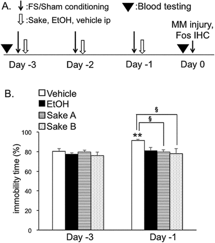 Figure 1. Experimental designs and repeated forced swim stress. (A). Experimental design. Rats were subjected to daily sessions of forced swim stress (FS) or sham conditioning from Day −3 to Day −1 (10 min/day). Vehicle (saline) or 15% ethanol or Sake A, B was administered intraperiotoneally 30 min after FS and sham conditionings. On Day 0, rats were euthanized 2 h after unilateral masseter muscle injection of 5% formalin to examine the Fos expression in the Vc region. In separate sets of rats for Fos experiments, blood samples were collected to measure the concentration of ethanol. (B). The effects of ethanol and Sake A, B on immobility time (IT) during FS for 10 min. IT was significantly increased in vehicle-treated rats at Day −1 compared to Day −3. IT in ethanol-, Sake A or B-treated group was significantly shorter than that in vehicle-treated rats. **P < 0.01 vs. Day −3. § P < 0.05 vs. vehicle-treated rats.