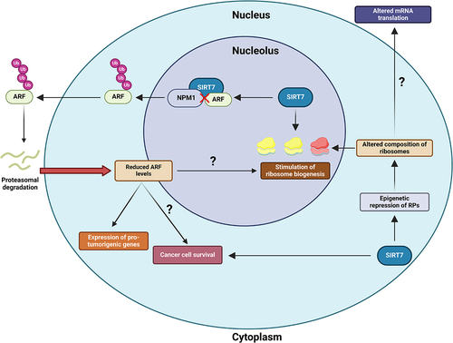 Figure 1. Scheme depicting the potential nucleolar mechanisms employed by sirtuin 7 (SIRT7) to sustain cancer progression. SIRT7 stimulates ribosome biogenesis by activating various mechanisms involved in this process, potentially promoting cancer cell growth. Additionally, SIRT7 epigenetically represses the expression of specific ribosomal proteins (RPs), which could alter ribosome composition to influence the translation of specific mRNAs involved in tumorigenesis. Within the nucleolus, SIRT7 destabilizes the cyclin dependent kinase inhibitor 2A (CDKN2A), specifically the splicing variant known as Alternative Reading Frame (ARF). SIRT7 directly interacts with ARF, interrupting its interaction with nucleophosmin 1 (NPM1). This event facilitates the exclusion of ARF from the nucleolus, promoting ARF ubiquitination and proteasomal-dependent degradation. SIRT7-mediated inhibition of ARF promotes the expression of pro-tumorigenic genes and may attenuate ARF’s roles in suppressing cancer cell death and ribosome biogenesis, thereby fueling cancer progression. Question marks denote hypothesized functions that require experimental validation.