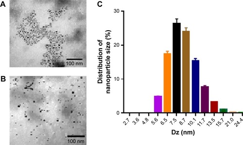 Figure 2 (A) Transmission electron microscopy images showing particle size distribution for AgNPs prepared from EP. (B) TEM micrographs of silver nanoparticles prepared from E. polystachya extract EP. (C) Particle size distribution of silver particles.Abbreviations: AgNPs, silver nanoparticles; EP, Eysenhardtia polystachya extract.