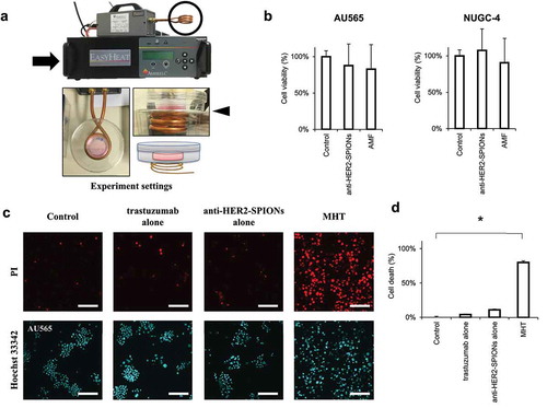 Figure 3. Immuno-magnetic hyperthermia (MHT) system with anti-HER2-conjugated SPIONs heated by an alternating magnetic field (AMF)