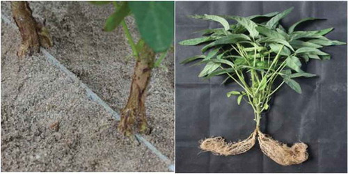 Figure 1. Double-root soybean material