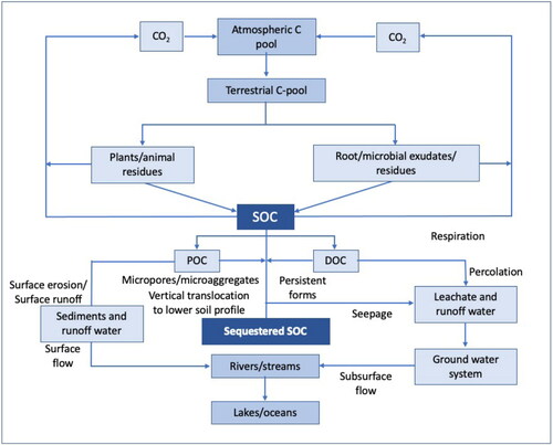 Figure 3. Transformation and change of carbon among various pools leads to C sequestration (POC: Particulate organic carbon; DOC: Dissolved organic carbon). Reconstructed from [Citation39].