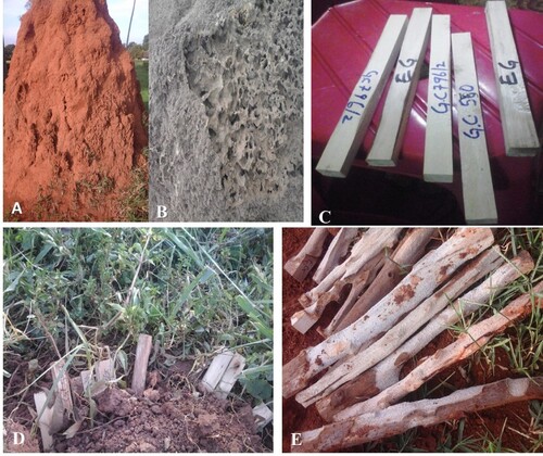 Figure 3. Eucalyptus wood damage following exposure to M. bellicosus and M. subhyalinus: (A) M. bellicosus mound, (B) M. subhyalinus mound, (C) wood stakes following exposure to termite damage, (D) wood stakes half inserted in the soil in proximity with termite mounds and mud tubes and (E) wood stakes after exposure to termite attack.