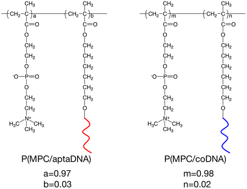 Figure 2. Chemical structures of P(MPC/aptaDNA) and P(MPC/coDNA).