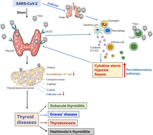 Figure 3 The SARS-CoV-2-induced thyroid dysfunction. The diagram displays both the direct infection of the thyroid as the viral receptor, the host protein ACE2 is highly expressed in the thyroid. Direct viral infection damages both the follicular and parafollicular cells that result in thyroid dysfunctions. Alternatively, host lung and other organ-mediated infections induce a “cytokine storm” due to the activation of various pro-inflammatory pathways, which in turn, affects the thyroid and causes its dysfunction.