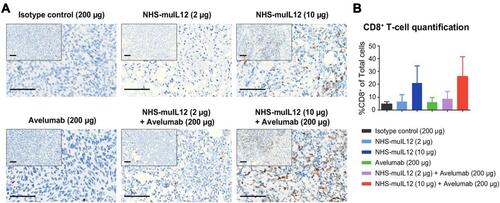 Figure 8 NHS-muIL12 treatment enhanced CD8+ T-cell inﬁltration in EMT-6 tumors. EMT-6 tumor-bearing mice were treated with: (i) isotype control, (ii) NHS-muIL12, (iii) NHS-muIL12, (iv) avelumab, (v) NHS-muIL12 + avelumab, or (vi) NHS-muIL12 + avelumab. Tumors were stained with an anti-mouse CD8 antibody. (A) Representative images of anti-CD8 IHC. Bars, 100 mm. (B) Average percentage of CD8+ cells/total cells in the TME. Error bars represent SEM.Reproduced with permission from Xu C, Zhang Y, Rolfe PA, Hernàndez VM, Guzman W, Kradjian G, Marelli B, Qin G, Qi J, Wang H,Yu H, Tighe R, Lo K-M, English JM, Radvanyi L, Lan Y. Combination therapy with NHS-muIL12 and avelumab (anti-PD-L1) enhances antitumor efficacy in preclinical cancer models. Clin Cancer Res. 2017;23(19):5869–5880.Citation10 Copyright © 2017, American Association for Cancer Research. All rights reserved.