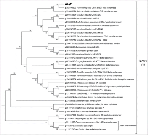 Figure 3. Phylogenetic analysis of the deduced AbgT amino acid sequence. The tree contains proteins closely related to AbgT, putative β-lactamases, Class C β-lactamases and lipase family members. The tree represents the Family VIII lipase cluster and is rooted to the other lipase family groups.