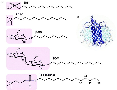 Figure 1. Structures of detergents and of a protein-micelle complex. (A) Chemical structures of the detergents sodium dodecyl sulphate (SDS), lauryldimethylamine-oxide (LDAO), n-octyl-β-D-glucoside (β-OG), n-dodecyl-β-D-maltoside (DDM) and fos-cholines -10, -11, -12 and -14. The pink areas indicate the hydrophilic head groups. (B) Illustration of a protein-detergent micelle complex: Molecular dynamics simulation of the outer membrane β-barrel protein OmpA from Escherichia coli in a dodecylphosphocholine micelle. The picture of the OmpA-micelle complex was reproduced with permission from Bond and Sansom (Citation2003), which was originally published in JMB (Bond PJ, Sansom MS. 2003. Membrane protein dynamics versus environment: Simulations of OmpA in a micelle and in a bilayer. J Mol Biol 329:1035–1053), copyright by Elsevier Science Ltd 2003. This Figure is reproduced in colour in the online version of Molecular Membrane Biology.