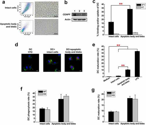 Figure 6. Phagocytosis and maturation of DCs induced by apoptotic cell components. (a) Flow cytometry (forward and side scatter) plots (left) and phase contrast micrographs (right) of H22 cells after serum starvation, showing intact cells and apoptotic body and blebs. The fractions were separated and labeled with DiD before incubation with DCs. (b) Western blot analysis of CENPF expression in healthy H22 cells (lane 1), intact cells (lane 2), apoptotic body and blebs (lane 3). (c) Flow cytometric analysis of the proportion of CD11c+ DCs that had ingested/bound DiD-labeled apoptotic cell components. Binding (4°C) and uptake/binding (37°C) were quantified as the percentage of FITC/DiD double-positive cells. (d) Fluorescence microscopy of CD11c+ DCs (green) incubated alone or with DiD-labeled intact cells or apoptotic body and blebs (red). The nucleus was revealed with DAPI (blue). Scale bar 10 μm. (e) Proportion of mature DCs (CD86+) after incubation with intact cells, apoptotic body and blebs, or LPS (positive control). Proportion of phagocytotic (f) or mature (g) DCs after incubation with intact cells or apoptotic body and blebs from H22 WT or KD cells respectively. **, p < .01