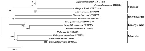 Figure 1. ML phylogenetic tree of thirteen species which consist of four Sepsidae species, two Heleomyzidae species, three Drosophilidae speceis and four Muscidae species as the outgroup using MEGA 7.0 software. The numbers in the nodes indicated the support values with 1000 bootstrap replicates. *indicates this study.