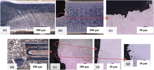 Figure 10. Cross sections of the fractured CTS samples, (a) sequence 1, (b) sequence 2, (c) higher magnification of b, (d) sequence 3, (e) higher magnification of d and (f-g) higher magnification of e.