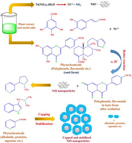 Figure 2 The probable mechanistic synthesis pathway for the fabrication of phytomolecules-coated NiO nanoparticles using Abutilon indicum leaves extract.Notes: Adapted from Khan SA, Shahid S, Lee CS. Green synthesis of gold and silver nanoparticles using leaf extract of clerodendrum inerme; characterization, antimicrobial, and antioxidant activities. Biomolecules. 2020;10(6):835.Citation16