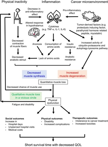 Figure 1 Skeletal muscle metabolism and clinical outcomes in cancer cachexia.