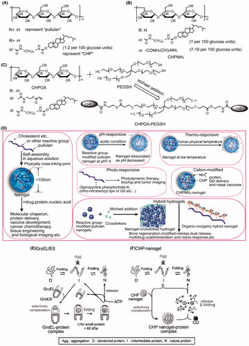 Figure 1. Chemical structures of (A) pullulan, (A) cholesterol-bearing pullulan (CHP), (B) CHPNH2, and (C) CHPOA-PEGSH; (D) Pullulan-based nanogels and hybrid hydrogels; and (E, F) schematic representation of chaperone-assisted refolding.