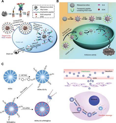 Figure 7 Mesoporous silica NPs with disulfide bonds gatekeeper.Notes: (A) Hypoxia-responsive drug release NPs were constructed by the introduction of alkyl chain stearic acid (C18) with thiol group in mesoporous silica NPs. Republished with permission of National Center for Nanoscience and Technology; Royal Society of Chemistry (Great Britain), from Nanoscale, A redox-responsive mesoporous silica nanoparticle capped with amphiphilic peptides by self-assembly for cancer targeting drug delivery, Xiao D, Jia HZ, Ma N, Zhuo RX, Zhang XZ, 7(22), 2015; permission conveyed through Copyright Clearance Center, Inc.Citation122 (B) Redox-responsive MSN capping with therapeutic and targeting peptides was developed and could enhance the RGD-induced cell endocytosis and release loaded DOX by GSH activation, to induce tumor cells apoptosis. Republished with permission of Nanoscale by National Center for Nanoscience and Technology; Royal Society of Chemistry (Great Britain), from Nanoscale, A redox-responsive mesoporous silica nanoparticle with a therapeutic peptide shell for tumor targeting synergistic therapy, Xiao D, Hu JJ, Zhu JY, Wang SB, Zhuo RX, Zhang XZ, 8(37), 2016; permission conveyed through Copyright Clearance Center, Inc.Citation123 (C) The surface of MSNs was modified by MPTMS/Py-SS-Py, and then DOX was loaded into the channels of MSNs. HS-siRNA could take the place of Py-SH in order to form a new disulfide linkage as a gatekeeper. Republished with permission of Royal Society of Chemistry, from J Mater Chem B, A Redox-Responsive Strategy Using Mesoporous Silica NPs for Co-delivery of siRNA and Doxorubicin, Zhao S, Xu M, Cao C, Yu Q, Zhou Y, Liu J, 5(33), 6908–6919; permission conveyed through Copyright Clearance Center, Inc.Citation125Abbreviations: DOX, doxorubicin; GSH, glutathione; NP, nanoparticle.