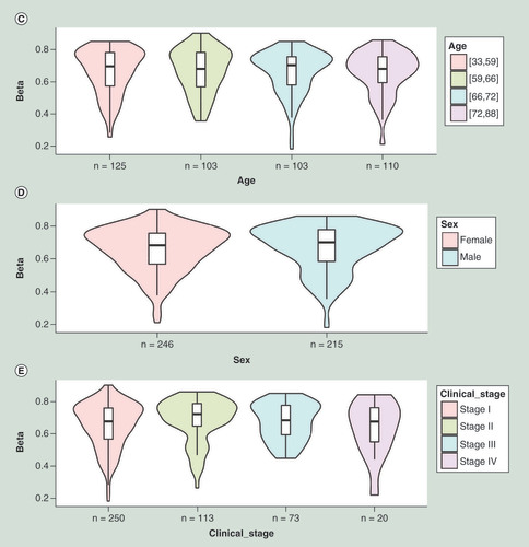 Figure 2.  Example of MethSurv graphical outputs generated for the CpG cg07081759- FAM53B in lung adenocarcinoma samples using the ‘single CpG’ analysis module. (A) Kaplan–Meier plot showing survival in higher (β > 0.59; shown in red) and lower (β < 0.59; shown in blue) methylation groups dichotomized by maxstat method. The X-axis denotes survival time in days and the Y-axis denotes the probability of patient survival. (B) Density plot, highlighting all the cut-off points evaluated in MethSurv. Different cut-off points are represented by colored texts and the number in red denote the currently used cut-off point to group the patients. (C) Violin plots showing the methylation levels among different age groups. Continuous age data are binned into quantiles for the visualization. (D) Violin plots showing the methylation levels among female and male samples. (E) Violin plots showing the methylation levels among stage I, II, III and IV LUAD samples. A boxplot within each violin plot summarizes the interquartile range and median methylation levels (show by a thick black line). The X-axis denotes the patient category, while the Y-axis denotes the methylation β-values (ranging from 0 to 1).HR: Hazard ratio; LR: Log-likelihood ratio; LUAD: Lung adenocarcinoma; q25: Upper quantile; q75: Lower quantile.