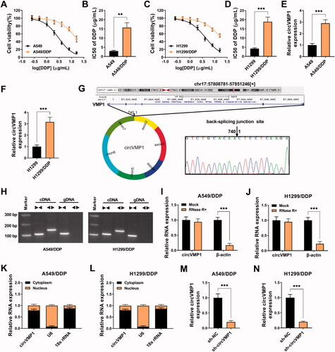 Figure 1. CircVMP1 expression is up-regulated in DDP-resistant NSCLC cells. (A and B) A549/DDP cell line was established, and CCK8 assay was performed to analyze the DDP resistance of A549/DDP and parental A549 cell lines. (C and D) H1299/DDP cell line was established, and the IC50 values of DDP in H1299/DDP and parental H1299 cell lines were determined by CCK8 assay. (E and F) The expression of circVMP1 was examined in DDP-resistant NSCLC cell lines (A549/DDP and H1299/DDP) and parental cell lines (A549 and H1299) by RT-qPCR. (G) A schematic diagram of the genomic location and splicing pattern of circVMP1. The back-splicing sites were verified by Sanger sequencing. (H) Divergent primers were used to confirm the circular structure of circVMP1. (I and J) The RNase R resistance of circVMP1 was analyzed, and the level of linear β-actin was used as the control. (K and L) The subcellular distribution of circVMP1 was analyzed, and U6 and 18 s rRNA were used as the internal references for cellular nucleus and cytoplasm. (M and N) The transfection efficiency of sh-circVMP1 was analyzed in A549/DDP and H1299/DDP cells by RT-qPCR. **p < .01, ***p < .001.