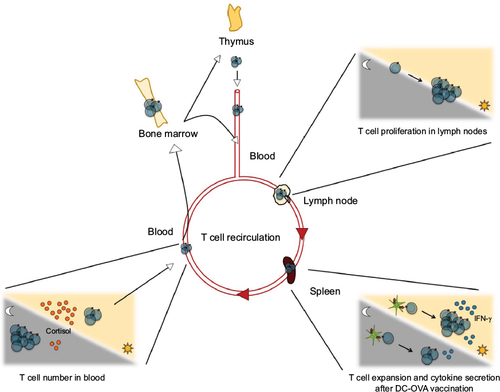 Figure 3 Circadian control of T cells.