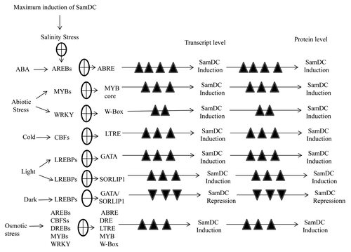 Figure 2. Schematic representation of regulation of SamDC gene expression and modulation of polyamine biosynthesis in response to various environmental conditions.