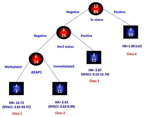 Figure 2. Identification of subgroups at different risks for mortality: results of RECPAM analysis. RECPAM analysis identified patient subgroups at different risks for mortality. The tree-growing algorithm modeled hazard ratios after a Cox proportional hazards regression model with KEAP1, ER, PgR and HER2 status as candidate splitting variables. Chosen splitting variables are shown between branches, while condition sending patients to left or right sibling is on relative branch. Class 4 with the lowest mortality risk was reference category (HR = 1). Circles indicate subgroups of patients. Squares indicate patient subgroup RECPAM class. Numbers inside circles and squares represent the number of events (top) and the number of non-events (bottom), respectively.
