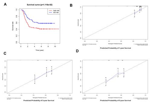 Figure 7 Validation of the prediction model. (A) the survival curve of patients in high and low risk groups. (B–D) Calibration curve for the risk score model using TARGET database.